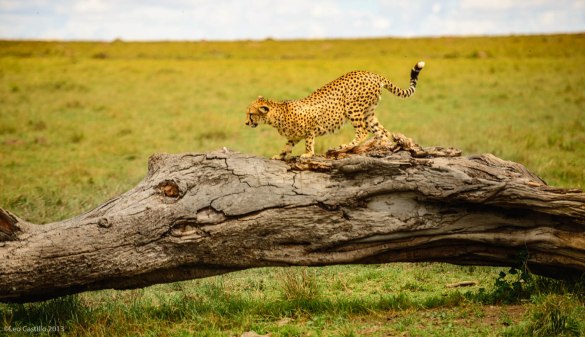 Kenya-Mara-20131124-PhotographybyLeoCastillo-LEO_6227